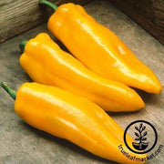 Pepper Seeds - Sweet - Mama Mia Giallo Hybrid