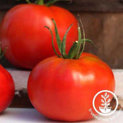 Tomato Seeds - Slicing - Marglobe