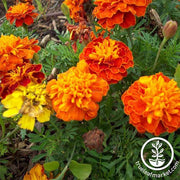 French Marigold Seeds - Petite Mixture