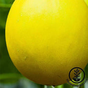 Melon Seeds - Canary Yellow