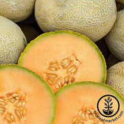 Melon Seeds - Cantaloupe - Edisto 47