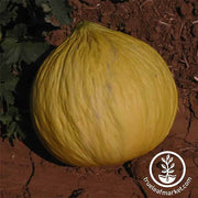 Melon Seeds - Casaba - Golden Beauty