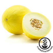 Melon Seeds - Cantaloupe - Golden Delicious