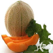 Melon Seeds - Cantaloupe - Hales Best Jumbo (Organic)