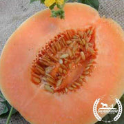 Melon Seeds - Honey Dew Orange Flesh - Organic