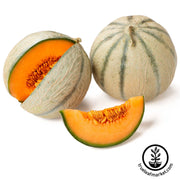 Melon Seeds - Honey Rock