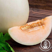 Melon Seeds - Honeydew - Orange Flesh