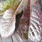 Lettuce Seeds - Merveille Des Quatre Saisons