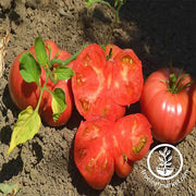 Tomato Seeds - Slicing - Mortgage Lifter