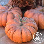 Pumpkin Seeds - Musquee De Provence