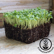 Mustard Seeds - Mibuna - Microgreens