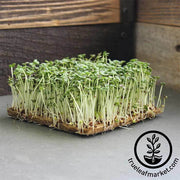 Mustard - Red Giant - Microgreens Seeds