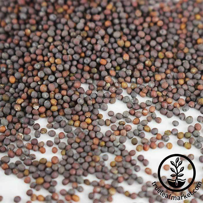 Wholesale Mustard Packet Mizuna Red Streak Seed | Bulk Vegetable Seeds