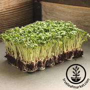 Mustard - Tatsoi - Microgreens Seeds