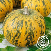 Pumpkin Seeds - Naked Lady F1