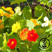 Nasturtium Seeds - Alaska - Microgreens Seeds