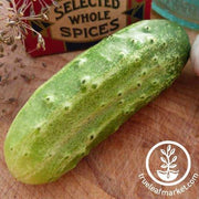 Cucumber Seeds - National Pickling