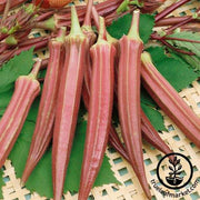 Okra Seeds - Jing Orange