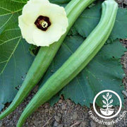 Okra Seeds - Perkins Long Pod