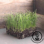 Onion - Bunching - Evergreen (Organic) - Microgreens Seeds