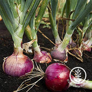 Onion Seeds - Short - Red Burgundy