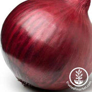 Onion Seeds - Short - Red Creole