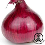 Onion Seeds - Short - Red Grano