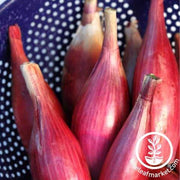 Onion Seeds - Intermediate - Red Torpedo