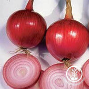 Onion Seeds - Long - Southport Red Globe