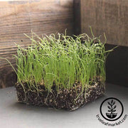 Onion - Crystal White Wax - Microgreens Seeds