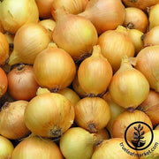 Onion Seeds - Long - Utah Yellow Sweet Spanish