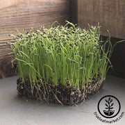 Onion - White Sweet Spanish - Microgreens Seeds