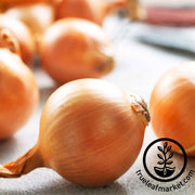 Onion Seeds - Short - Yellow Granex PRR Hybrid