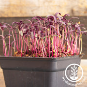 Orach Microgreens Seeds (French Spinach) - Red Fire