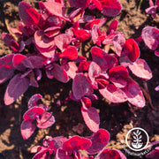 Orach Seeds - Red (Organic)