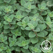 Oregano Seeds - Cleopatra AAS