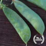 Pea Seeds - Oregon Sugar Pod II - Organic