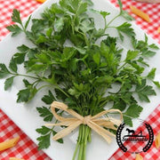 Parsley Seeds - Giant Italian - Organic