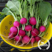 Radish Seeds - Purple Plum - Organic