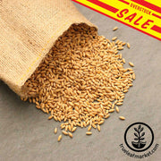 Triticale (Organic) - Bulk Grain & Foods