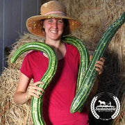 Cucumber Seeds - Painted Serpent - Organic