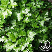 Parsley Seeds - Dark Green Italian Flat-leaf