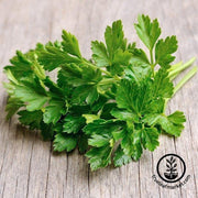 Parsley Seeds - Evergreen