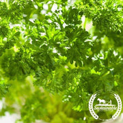 Parsley Seeds - Forest Green - Organic