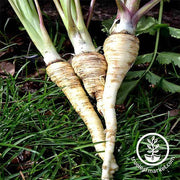 Parsnip Seeds - Harris Model