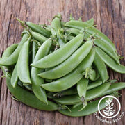 Pea Seeds - Snap - Cascadia (Organic)