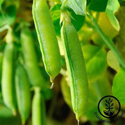 Pea Seeds - Snap - Sugar Snap