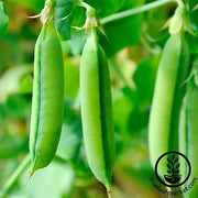 Pea Seeds - Snap - Super Sugar Snap