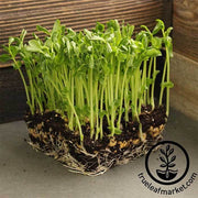 Pea - Snow - Mammoth Melting Sugar Pod - Microgreens Seeds