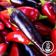 Pepper Seeds - Hot - Black Hungarian